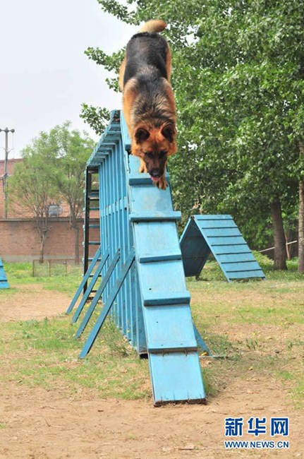 探访北京警犬训练基地