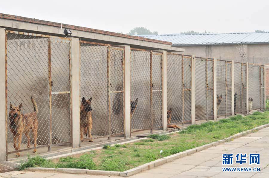 探访北京警犬训练基地