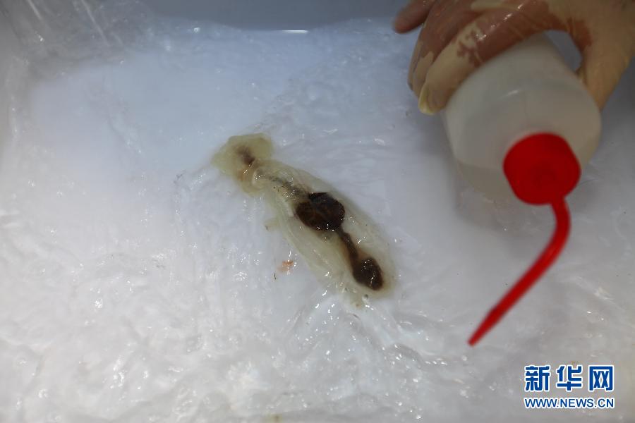 蛟龙号第三次深潜 带回7000米海底生物样品