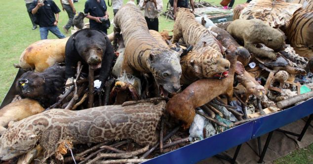 印尼销毁濒危动物标本:惨死偷猎分子之手沦为摆件