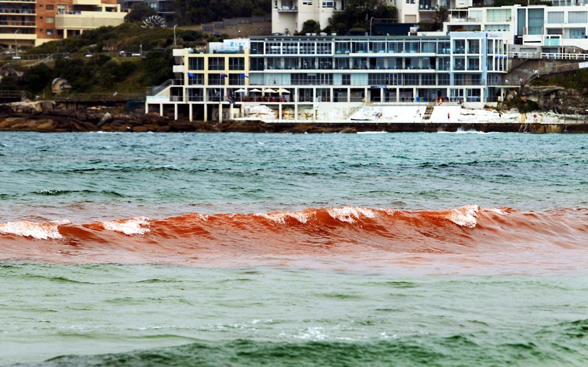 澳大利亚海滩红藻爆发海水血红