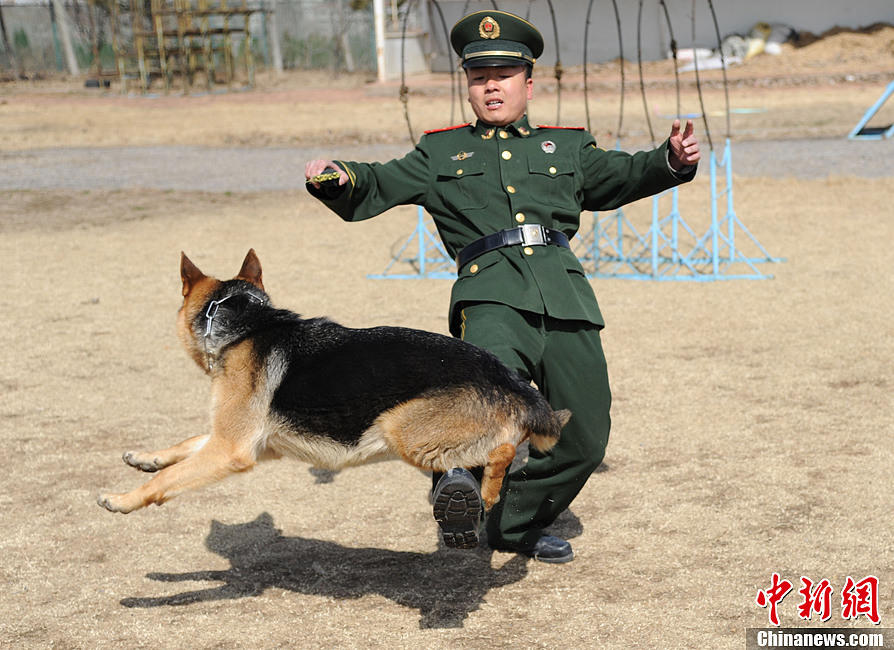 武警训犬员和战友黑虎感情真好