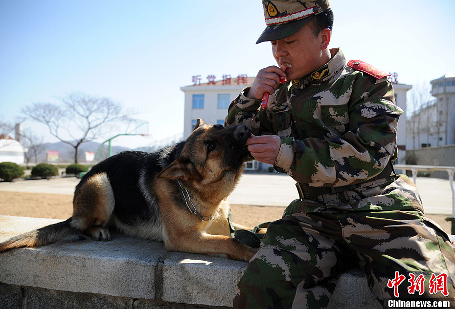 武警训犬员和战友黑虎感情真好