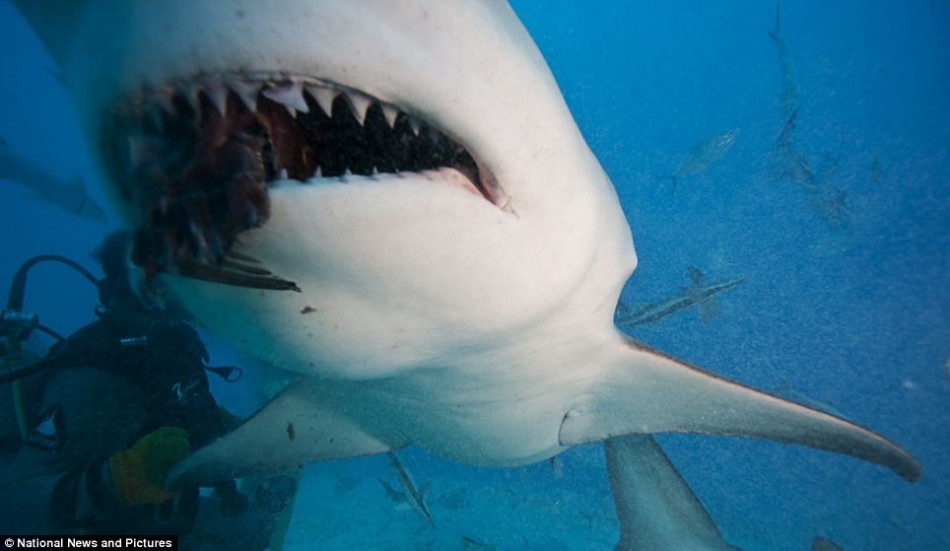 摄影师无防护与鲨鱼同游:锋利牙齿令人胆战