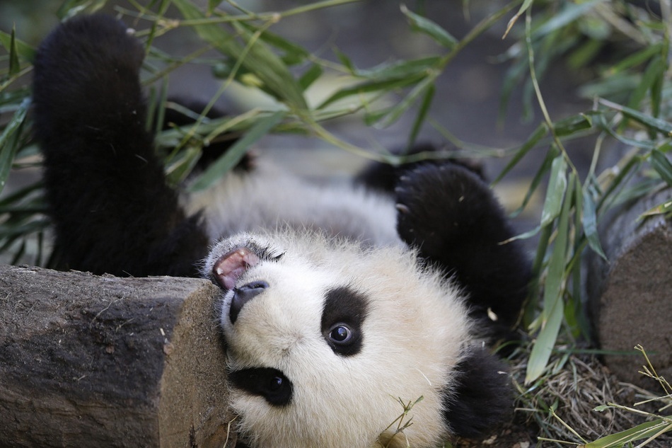 美国圣地亚哥动物园一只5岁半的熊猫在体检后向公众开放参观.