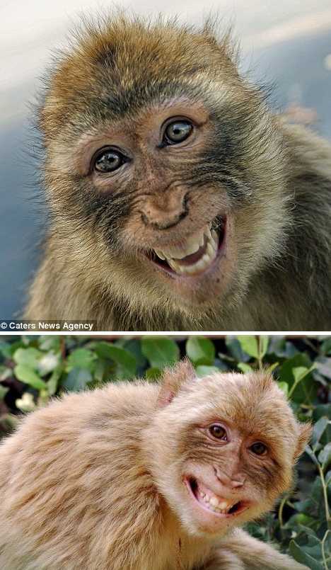12种会笑的可爱动物:黑冠猕猴搞笑自拍