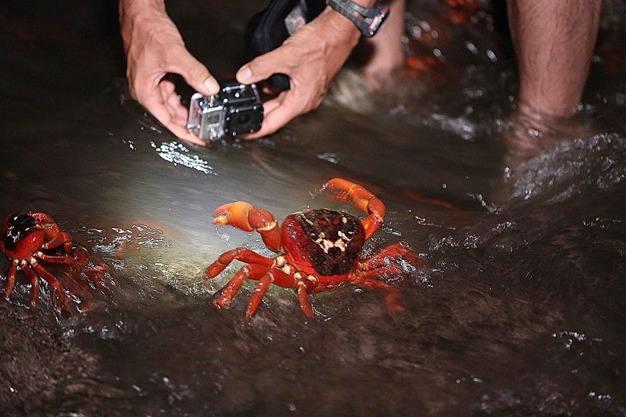 记者实拍澳洲红蟹大迁徙:成群结队 密密麻麻