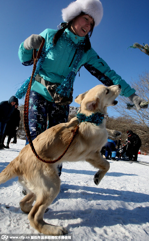 俄罗斯举行狗狗趣味比赛 萌犬雪地比技能拼表情