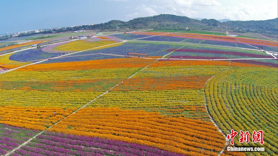 航拍三亚2400亩花海造就大地版星空