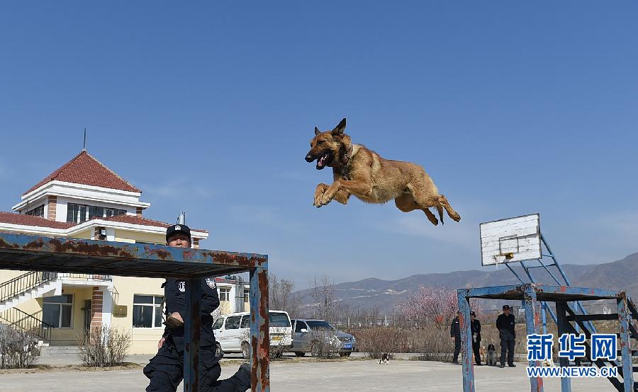 基地新出生的小军犬来卖个萌