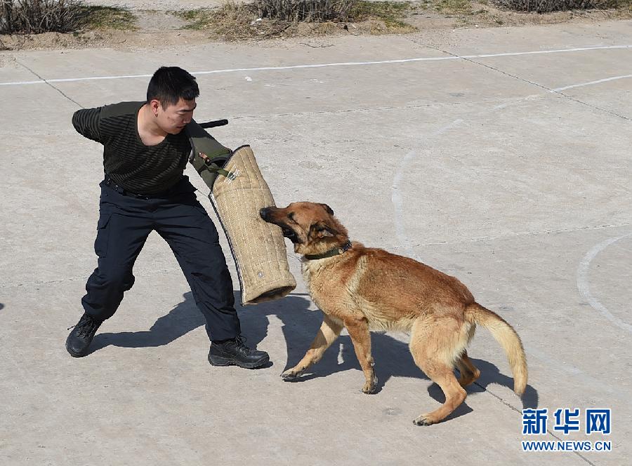 基地新出生的小军犬来卖个萌