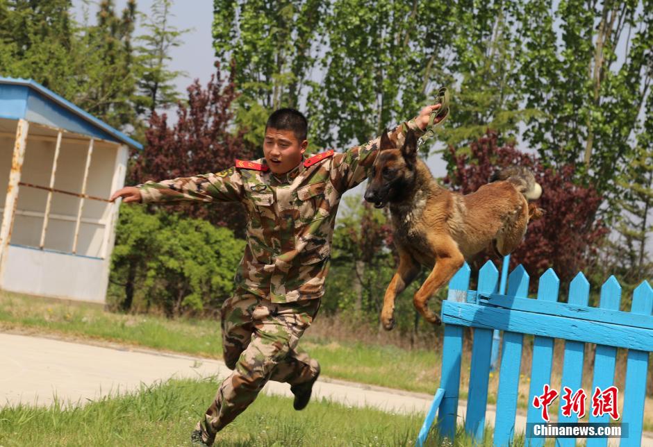 在训犬员刘廷帅的指令下,军犬"卡尔"表演了各种战术动作,动作流畅优美