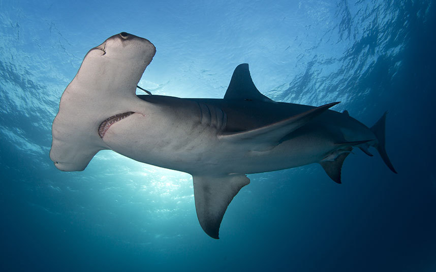 巴哈马群岛比米尼群岛的无沟双髻鲨(双髻鲨属).