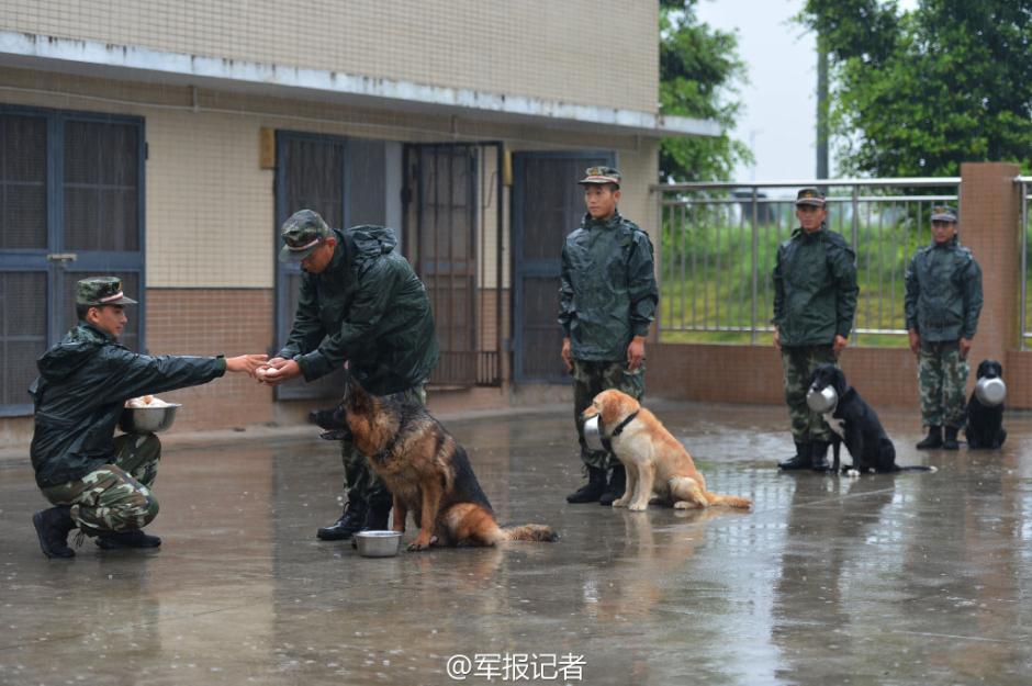 武警警犬叼饭盆排队打饭太萌了