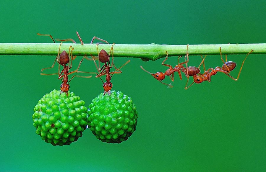 印尼蚂蚁搬运果实展现惊人团队力量