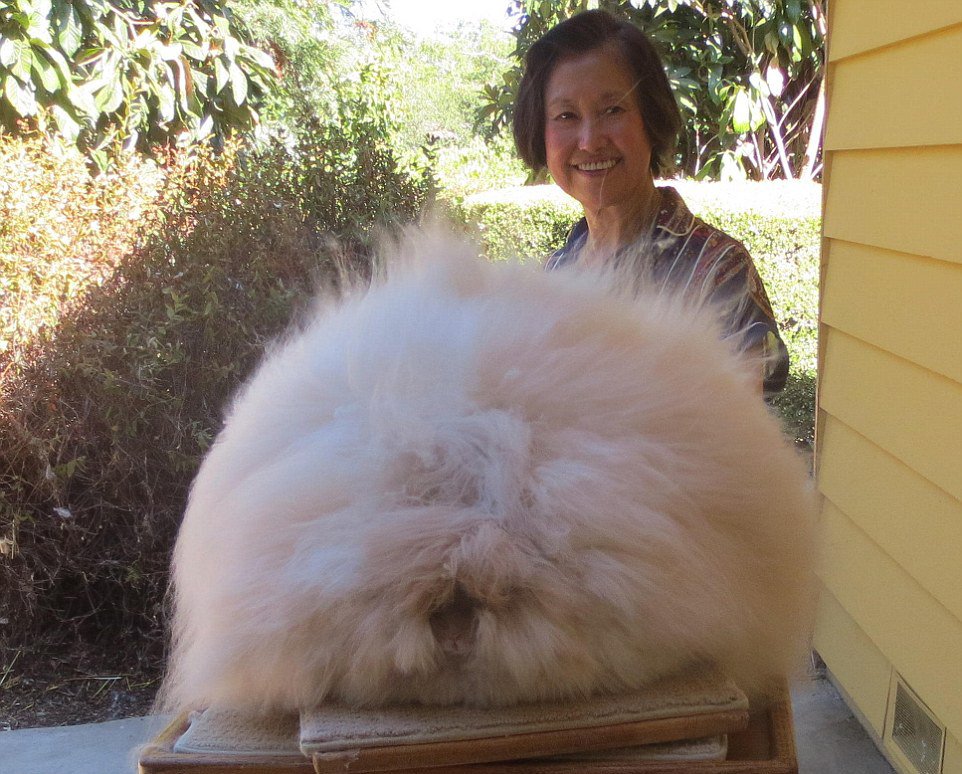 美国长毛兔毛长38厘米破世界纪录
