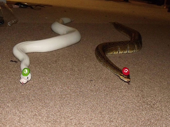 网友狂晒自家萌蛇照片 谁说蛇就一定很可怕?