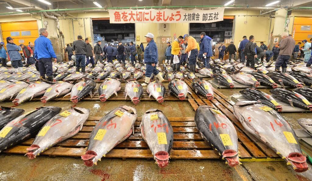 6 日本东京筑地市场一条蓝鳍金枪鱼竞拍出76.6万天价