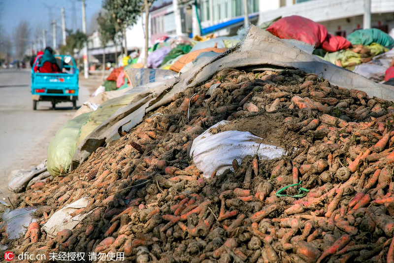 4 受寒冬影响安徽宿州胡萝卜发霉腐烂 种植户损失惨重