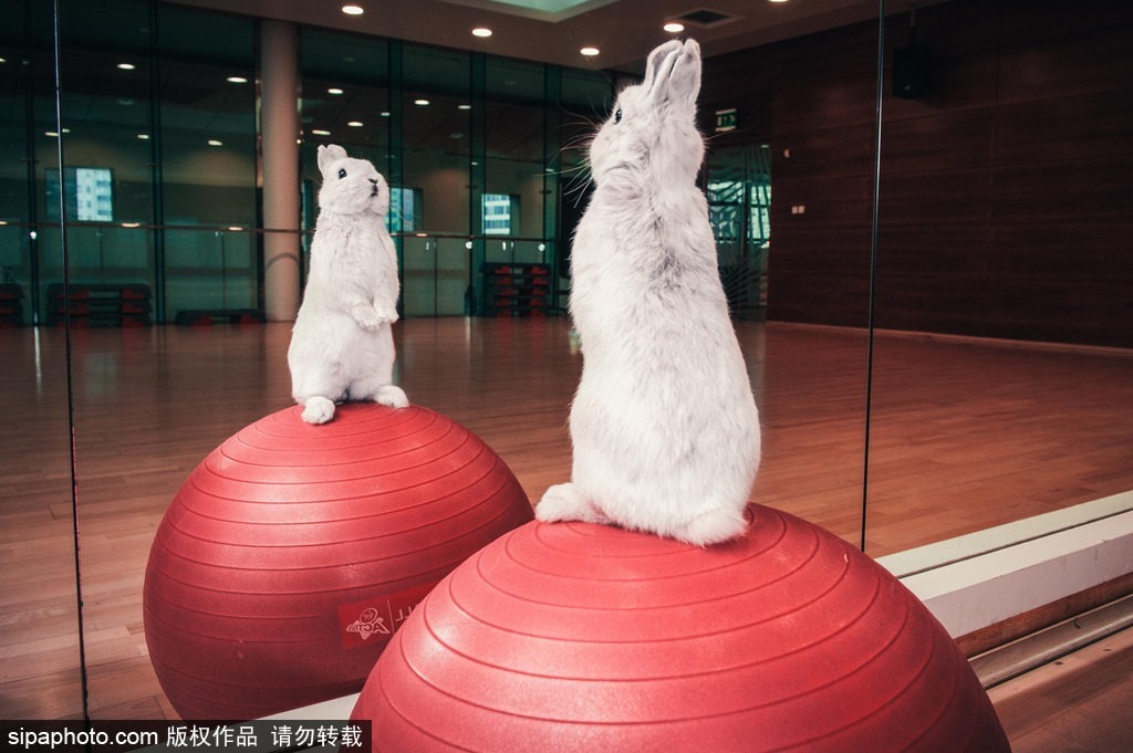 伦敦健身房推出超可爱兔子健身照有模有样萌