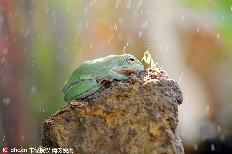 3 印尼悲伤小青蛙独自淋雨 友好螳螂摸其头表安慰