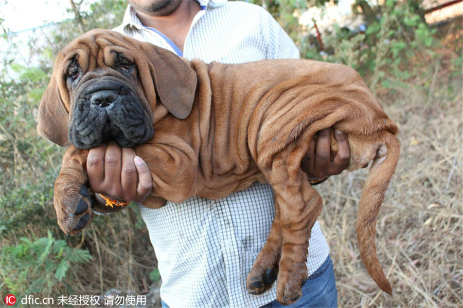 印度爱狗狂魔花186万元买两只杜莎犬堪称世界最贵狗