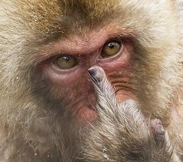 摄影师表示,起初以为猴子只是在玩耍,但是表情显示猴子很"愤怒"
