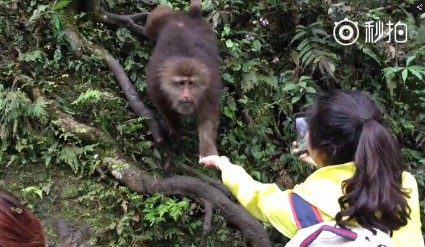 女孩峨眉山手机拍喂猴4秒手机被猴子抢走