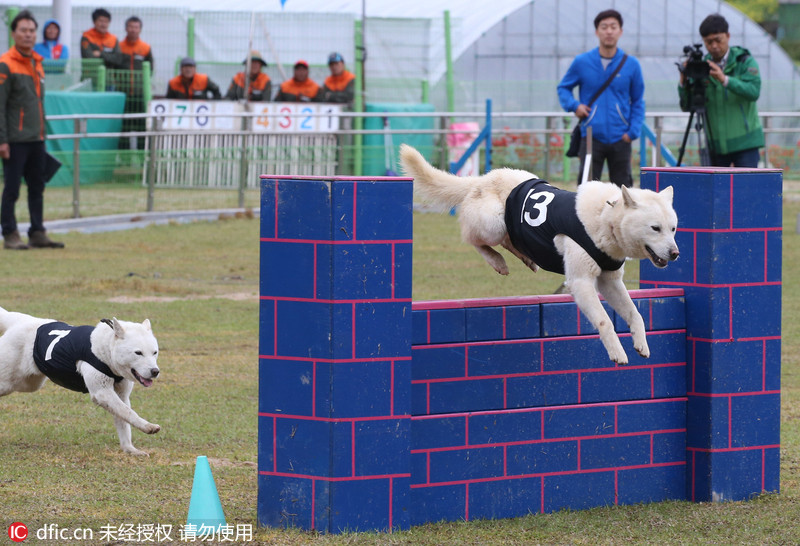 韩举行"珍岛犬"比赛活动 看世界名犬表演十项全能