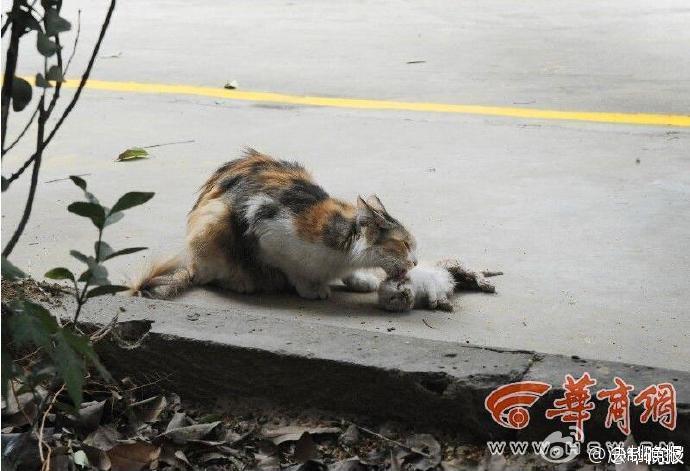 流浪小猫崽被砍死 猫妈妈舔尸体哀鸣