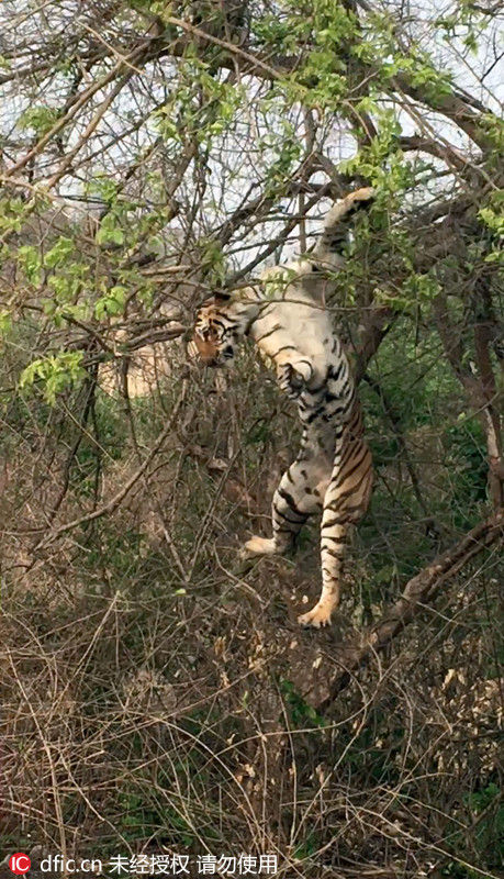 人间悲剧!老虎树上狩猎猴子不幸摔下颜面尽失