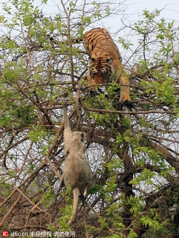 人间悲剧老虎树上狩猎猴子不幸摔下颜面尽失