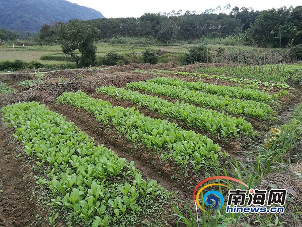 海南日报报业集团支持青松村建起了常年蔬菜种植基地