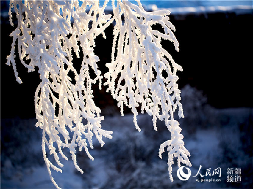 新疆木垒:南沟雾凇 雪域盛情(组图)