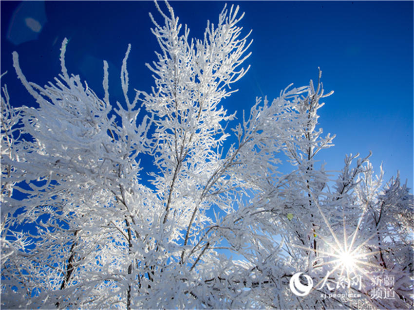 新疆木垒:南沟雾凇 雪域盛情(组图)