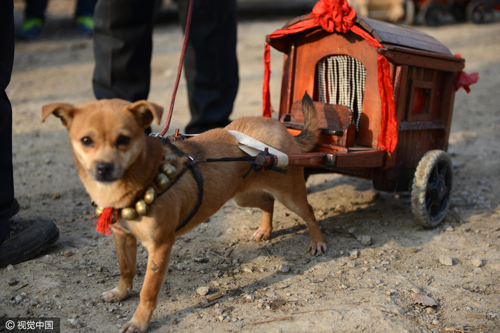 老人为爱犬手工做"轿车" 小狗拉车惹人眼