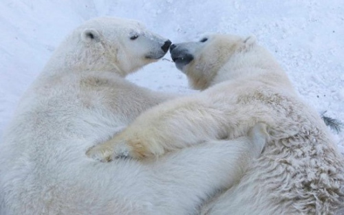 俄罗斯动物园北极熊开心戏雪 和伙伴"熊抱(图)