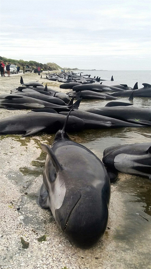 400余只鲸鱼新西兰沙滩搁浅 死亡率高达75%