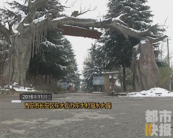 2016年11月的一天,情报员在西安市长安区东大村毛海琴的庄园里拍到的