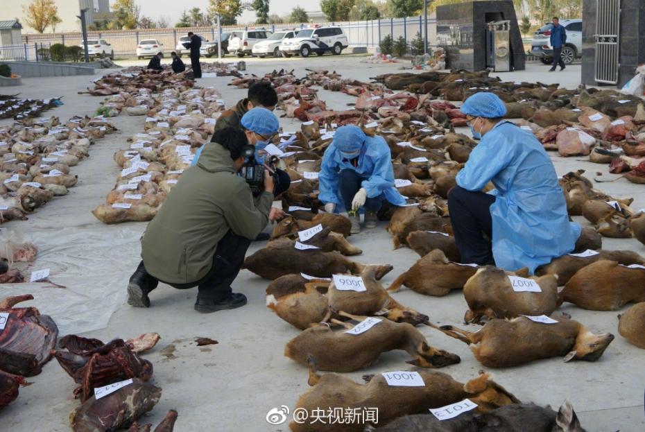 不法分子猎杀千只野生动物被捕