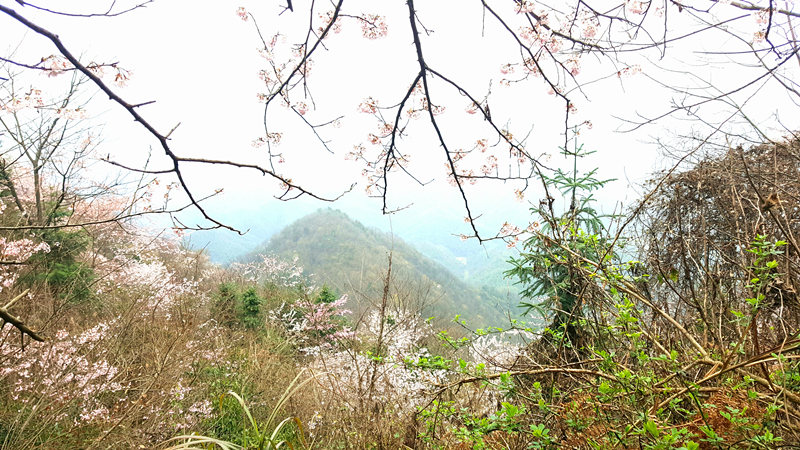 春日野樱烂漫,来崇阳体验"慢生活"