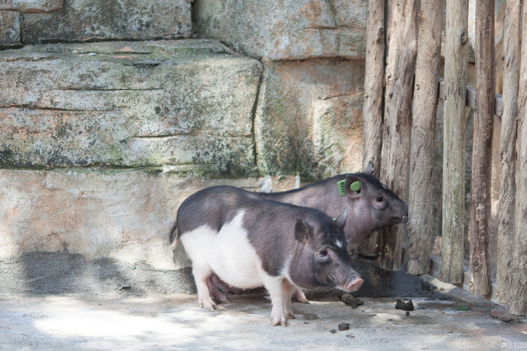 3 深圳市野生动物园 "克隆猪"首次展出