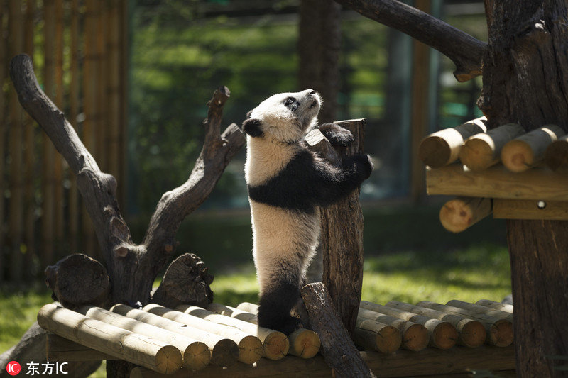 短腿小滚滚!旅居西班牙大熊猫动物园内卖萌玩耍