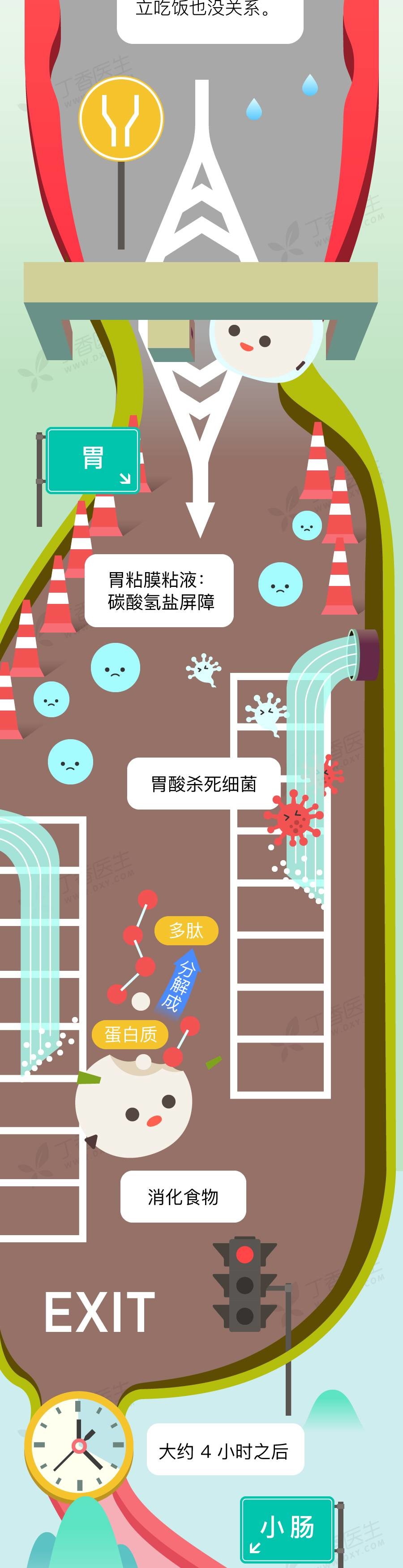食物是怎么变成便便的?一张图看懂食物的消化道之旅