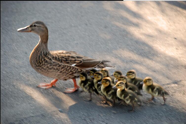 鸭妈妈带领鸭宝宝搬家警察为其保驾护航