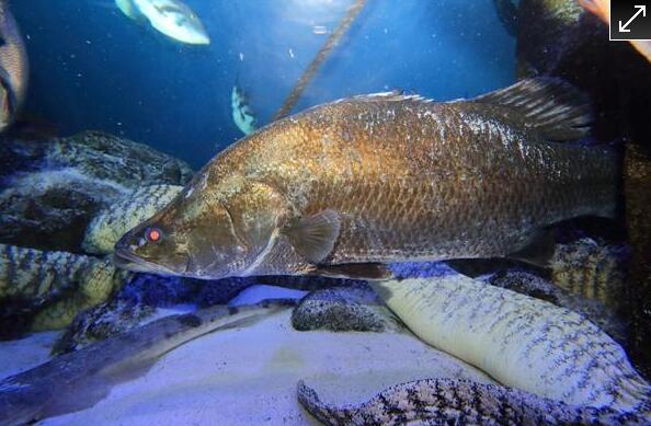 日本鸟羽水族馆对外展出南伊势海惊现罕见尖嘴鲈鱼