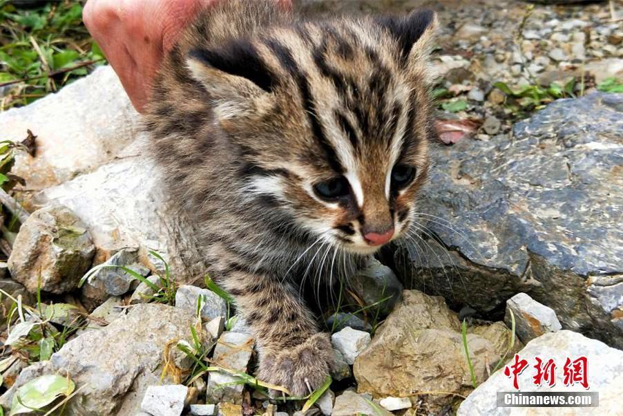 珍稀动物豹猫现身湖北后河国家级自然保护区