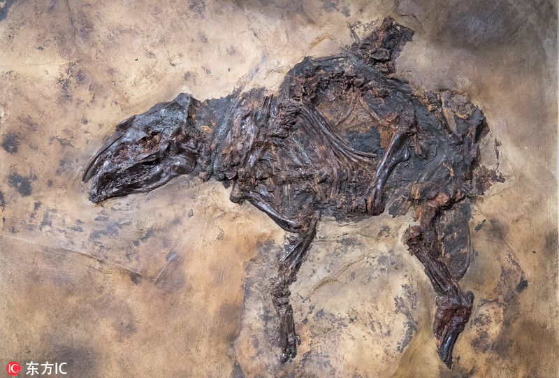德国出土史前马罕见完整化石 距今4700万年