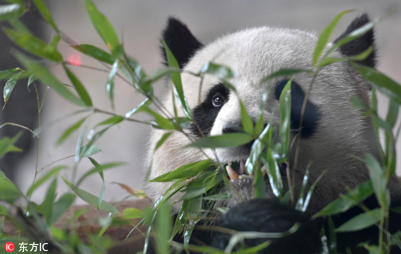 旅德大熊猫娇庆抱啃竹子耍宝卖萌胃口好