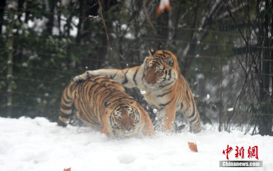 东北虎雪地里撒欢嬉戏乐享雪趣